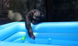 猩猩女人吃瓜,揭秘原始森林中的神秘食瓜传奇