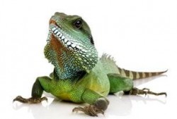 蜥蜴吃瓜怎么防治,守护植物安全，远离害虫侵扰