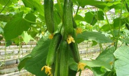 岑岑悄悄吃瓜,揭秘娱乐圈幕后故事