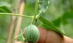 吃瓜连皮吃有危害吗,健康风险揭秘