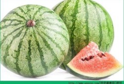 胃炎可以吃树瓜吗,营养与健康的双重选择