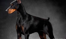 杜宾犬吃瓜现场视频,萌宠版“瓜王争霸”