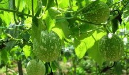 吃吊瓜文案,解锁夏日清新口感新秘籍