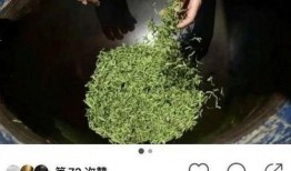 绿茶吃瓜故事,揭秘绿茶圈层中的趣味故事