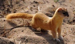 黄鼠狼吃瓜,一场森林里的意外趣事