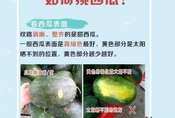 夏天吃瓜新姿势,解锁吃瓜新姿势，尽享清凉一夏