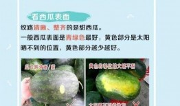 夏天吃瓜新姿势,解锁吃瓜新姿势，尽享清凉一夏