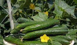 吃瓜要吃带蒂花,揭秘带蒂花背后的秘密