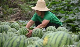 瓜吃够了会怎样,揭秘过度消费的后果