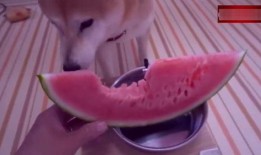 在楼上吃瓜视频,揭秘网络直播中的高空吃瓜现象