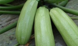 吃瓜西 is嘛,网络热词背后的文化现象