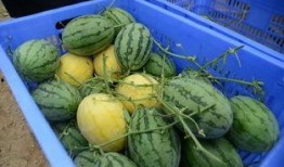 吃瓜群在线观看,揭秘娱乐圈幕后故事