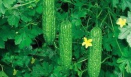 苦瓢瓜可以吃吗