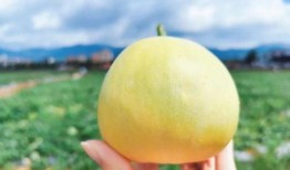 胡瓢瓜怎么吃,解锁美味新体验