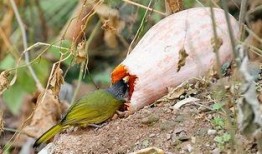 小鸟吃瓜吗,揭秘鸟类饮食习惯