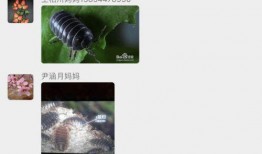 吃瓜的西瓜虫,揭秘夏日虫虫乐园