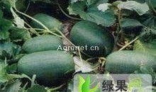 邯郸河北铺吃瓜视频