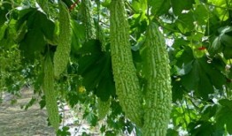 立春吃瓜好吗,传统习俗中的健康智慧