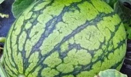 信阳农林吃瓜事件