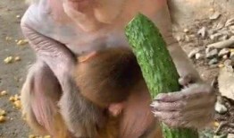 吃瓜猴子是啥,网络流行语的背后故事