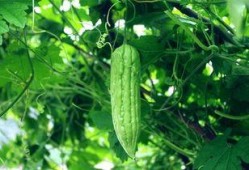 天天跟瓜打交道每日吃瓜,跟随“天天吃瓜”探索娱乐圈风云变幻