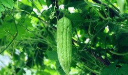 天天跟瓜打交道每日吃瓜,跟随“天天吃瓜”探索娱乐圈风云变幻