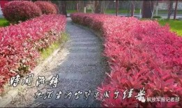 吃瓜紫薇星,娱乐圈的神秘力量