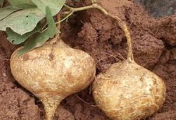 吃大土瓜 咯,探寻民间美食的独特魅力