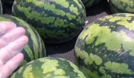 甜赖瓜怎么吃,解锁美味新体验