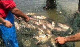 大鱼儿吃瓜的视频,一场奇妙的视觉盛宴