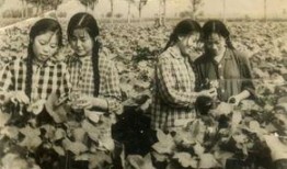 吃瓜小知青,揭秘农村生活的酸甜苦辣