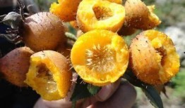 刺梨吃瓜的热量,揭秘低热量美食新风尚