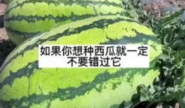 坐等夏天吃瓜