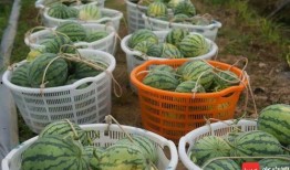 放心吃瓜部落,揭秘网络舆论场的趣味与真相