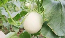 蒙阴最新吃瓜事件,真相竟如此离奇！