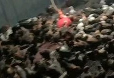 吃绿瓜拉绿屎,绿色瓜果引发绿色排泄奇观揭秘