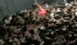 吃绿瓜拉绿屎,绿色瓜果引发绿色排泄奇观揭秘