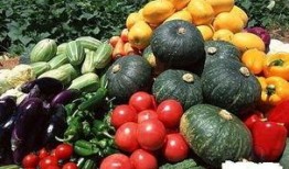 瓜菜能隔天吃,营养与健康的双重保障