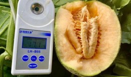 吃瓜 合集全部,盘点年度热门事件精彩瞬间