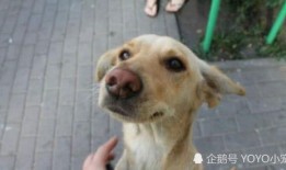 吃瓜路人和狗子