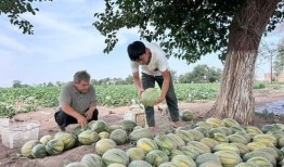 大龙湖吃瓜,一场别开生面的夏日狂欢