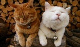 猫吃梨瓜热量,揭秘猫吃梨瓜后的热量变化