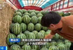 河北邯郸邱县吃瓜