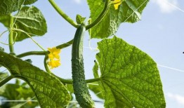 吃白瓜腹泻,揭秘饮食不当引发的肠胃困扰