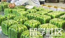 留学吃瓜叫什么,揭秘留学生活背后的故事