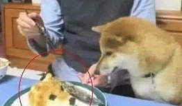 狗头吃瓜视频资源