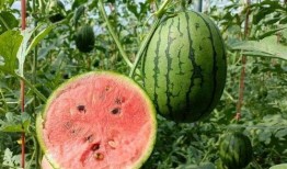 吃瓜为什么火了,揭秘网络热议现象背后的社会心理