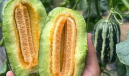 果瓜怎么吃呢,探索美味与健康的完美结合