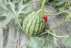 岑岑悄悄吃瓜,揭秘娱乐圈幕后故事