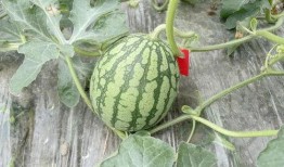 岑岑悄悄吃瓜,揭秘娱乐圈幕后故事